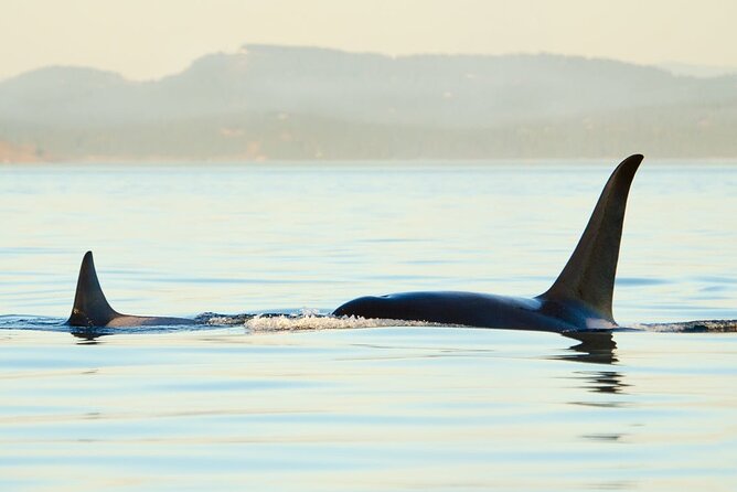 Juneau Wildlife Whale Watching - Whale Sighting Guarantee