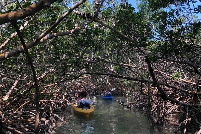 Key West Mangrove Kayak Eco Tour - Tour Highlights