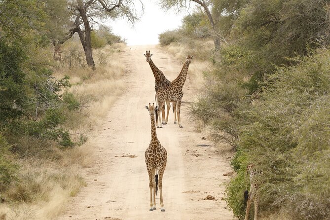 Kruger National Park Full Day Private Safari - Pickup and Start Time