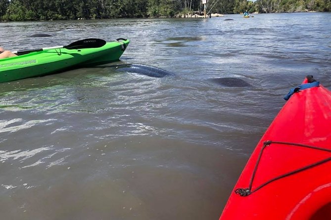 Manatee and Dolphin Kayaking Encounter - Encountering Manatees and Dolphins