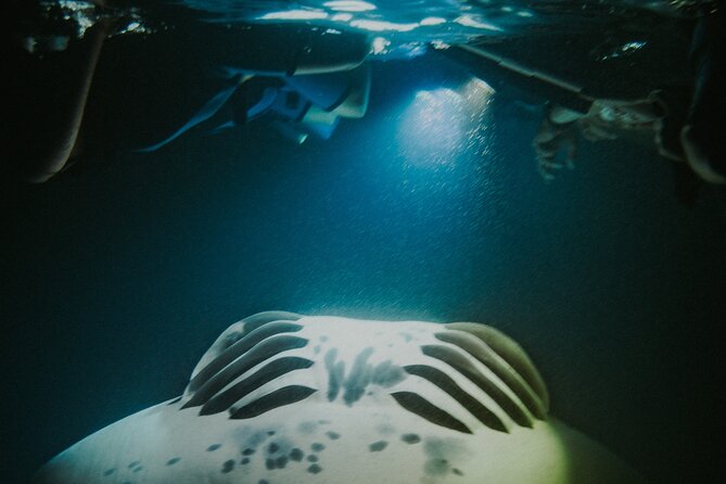 Manta Ray Snorkeling by Night in Kailua-Kona, Hawaii - Manta Ray Viewing