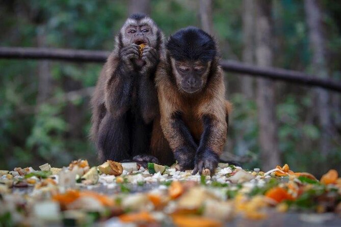 Monkeyland Guided Tour in Plettenberg Bay - Booking and Ticketing Information
