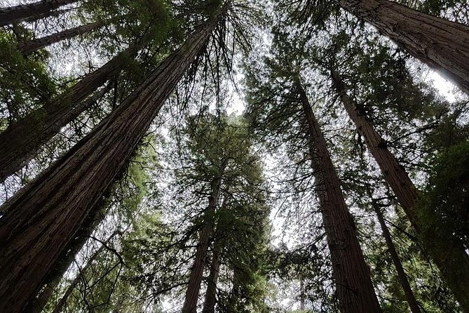 Muir Woods Tour of California Coastal Redwoods - Reviews