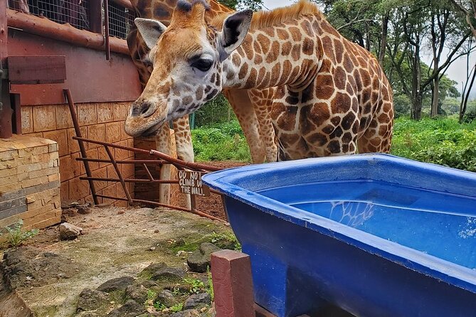 Nairobi National Park and Giraffe Center - Wildlife Viewing Opportunities