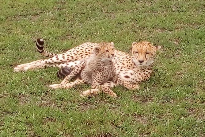 Nairobi National Park Half-Day Tour; Free Wi-Fi Connection - Guest Feedback and Experiences