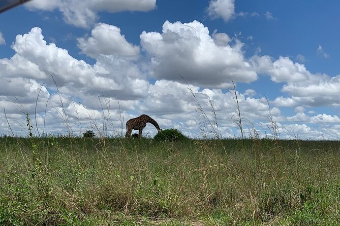 Nairobi National Park,Giraffe Centre, Karen Blixen Museum. - Visiting Karen Blixen Museum