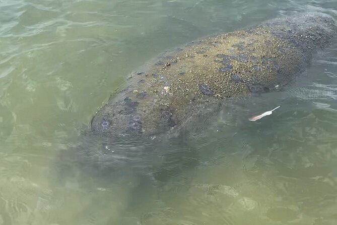 New Smyrna Dolphin and Manatee Kayak and SUP Adventure Tour - Positive Reviews and Highlights