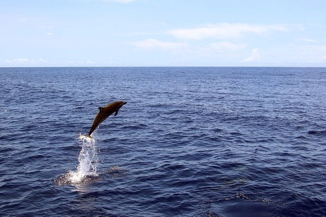 Oahu Catamaran Cruise: Wildlife, Snorkeling and a Hawaiian Meal - Snorkeling Experience