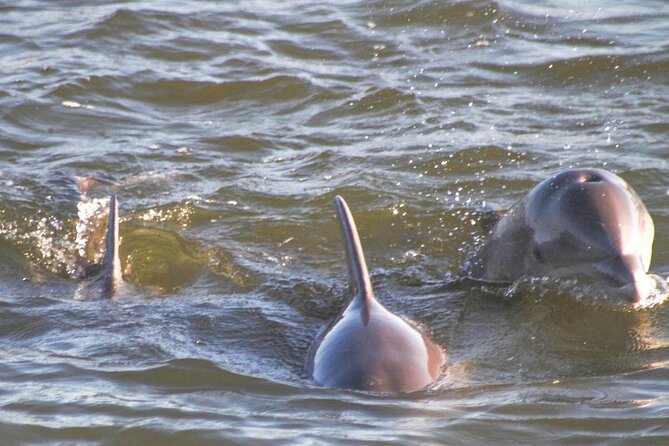 Orange Beach Dolphin Eco Boat Tour - Additional Information