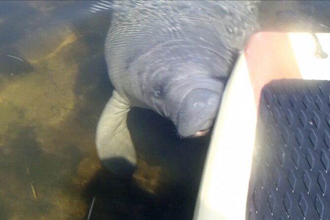 Orlando Manatee and Natural Spring Adventure Tour at Blue Springs - Tour Duration and Experience