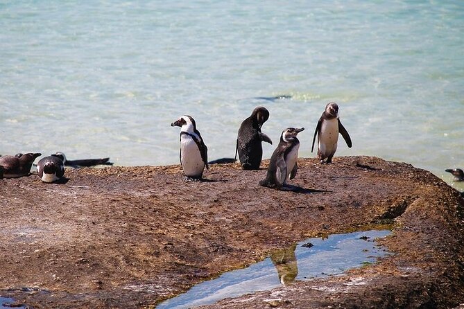 Penguin Encounter Boulders Beach Half Tour Day From Cape Town - Scenic Drive on Chapmans Peak