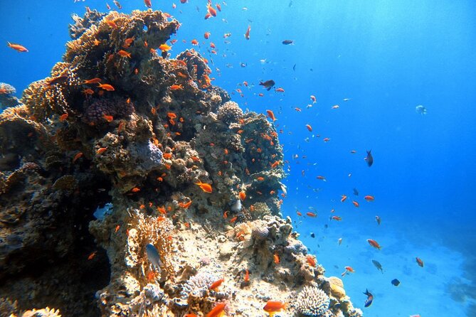 Private Diving Experience in The Heart of Red Sea in Aqaba - Capturing Memories With Digital Photos