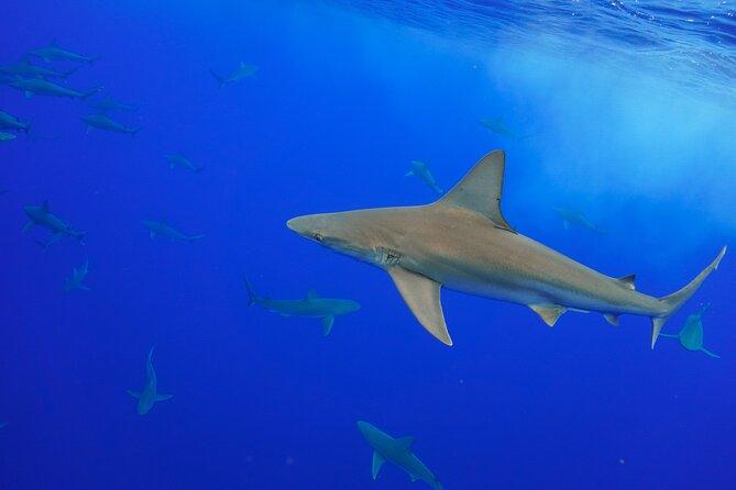 Shark Tour Dive With Sharks in Hawaii With One Ocean Diving - Crew Professionalism