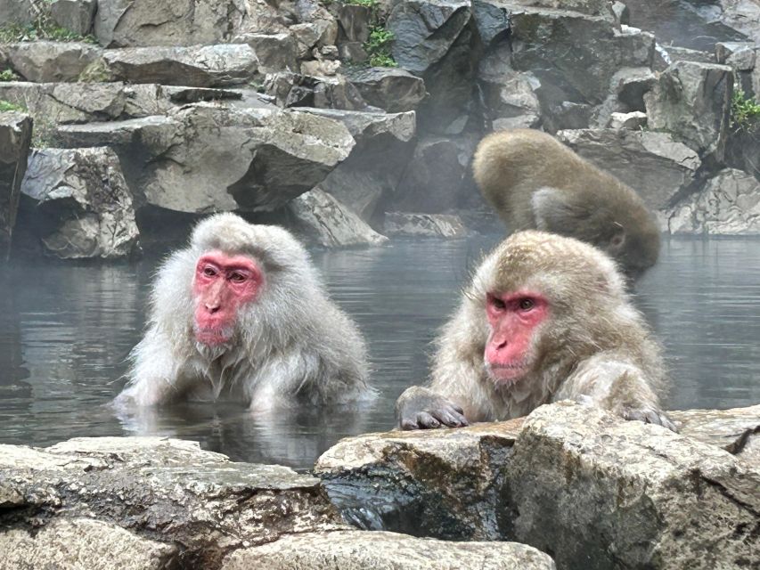 Shuttle Van Tour Snow Monkey Park To/From Tokyo 23 Wards - Flexible Itinerary and Shopping