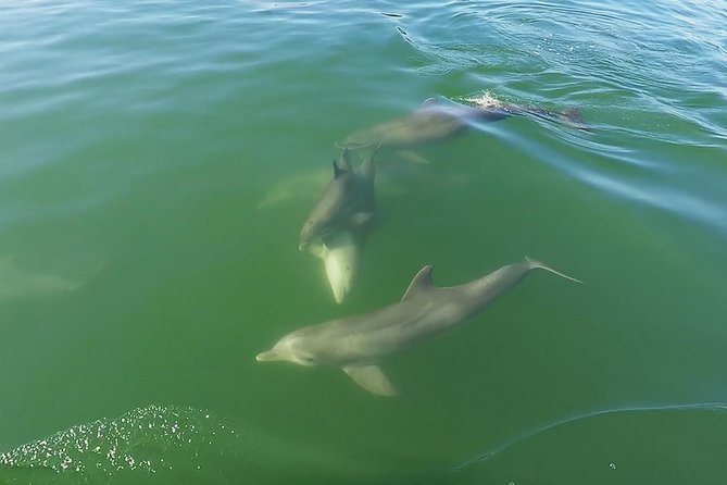 Small Group 2 Hour Dolphin Cruise With Snorkeling to Shell Key - Meeting and Pickup