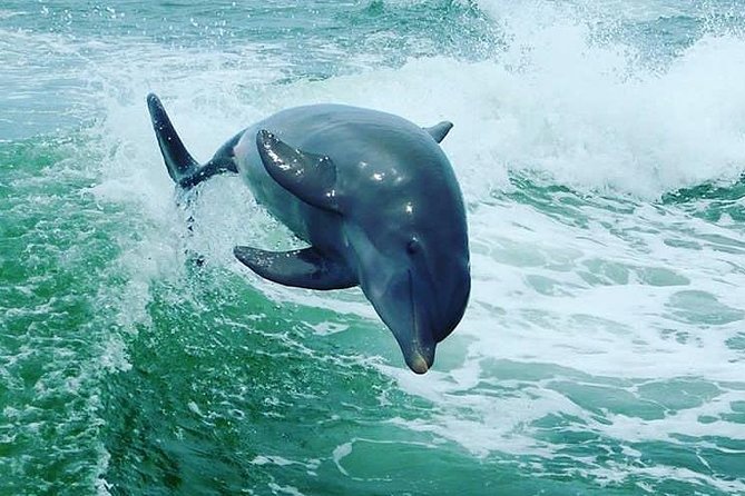 St. Pete Beach Dolphin Racer Speedboat Adventure - Maximum Number of Travelers