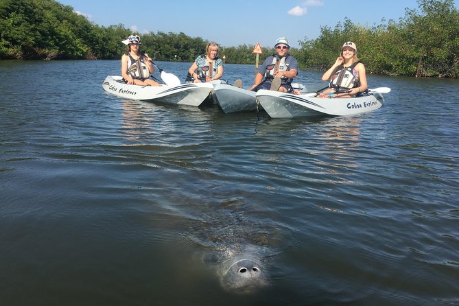 Sunset Tour Mangrove, Dolphins, Manatee #1 Rated in Cocoa Beach - Exploring Mangrove Tunnels