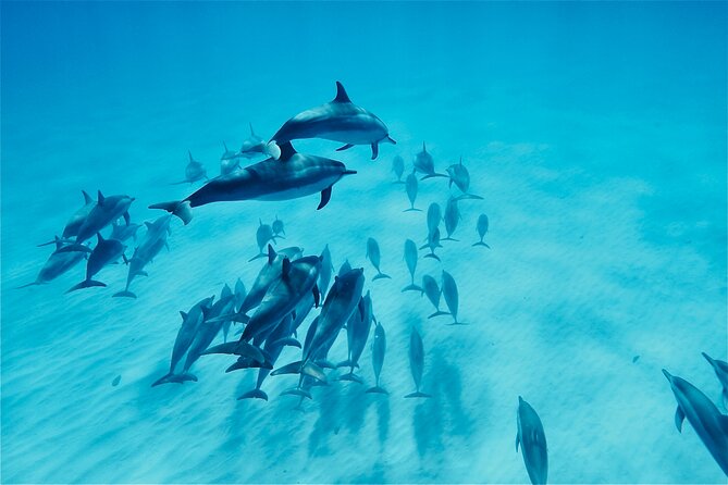 Swim With Dolphins in the West Coast Line of Oahu - Pricing and Booking