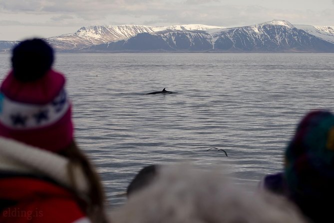 The Original Classic Whale Watching From Reykjavik - Whale Watching Experience