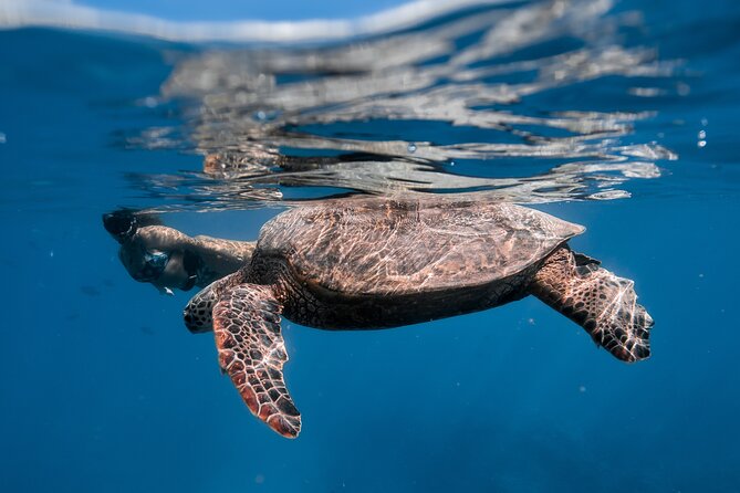 Turtle Canyon Snorkel (Semi Private Boat Tours) - Booking and Confirmation