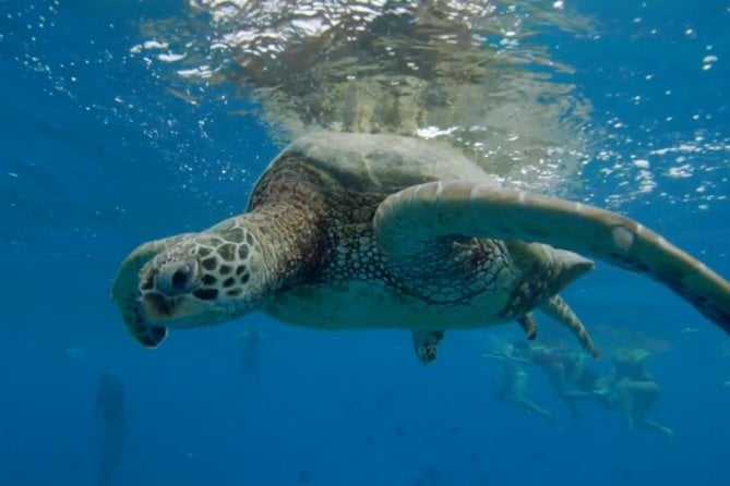 Turtle Snorkeling Adventure in Waikiki (Boat Tour) - Customer Reviews