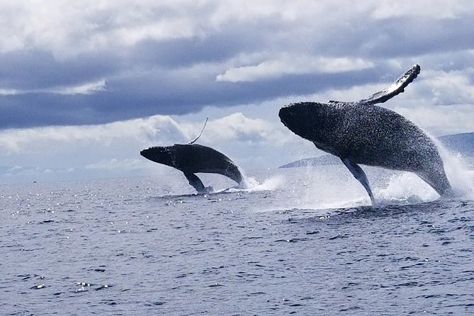 Ultimate 2 Hour Small Group Whale Watch Tour - Knowledgeable Guides