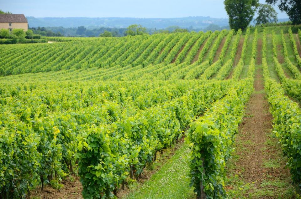 UNESCO Heritage and Wine Delights Private Tour From Bordeaux - Pomerol Wine Estate
