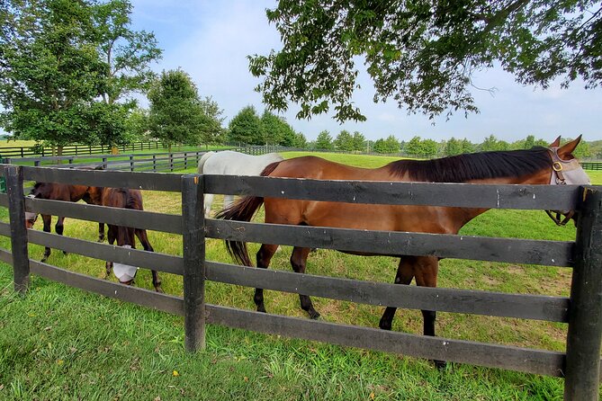Unique Horse Farm Tours With Insider Access to Private Farms - Highlights of the Horse Farm Experience