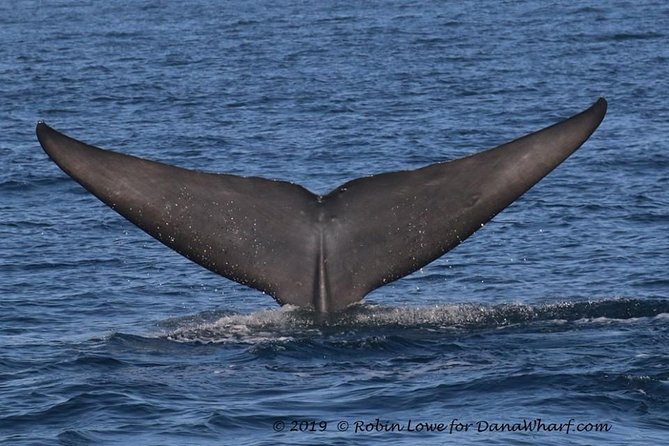 Whale Watching Excursion in Dana Point - Pricing and Guarantee