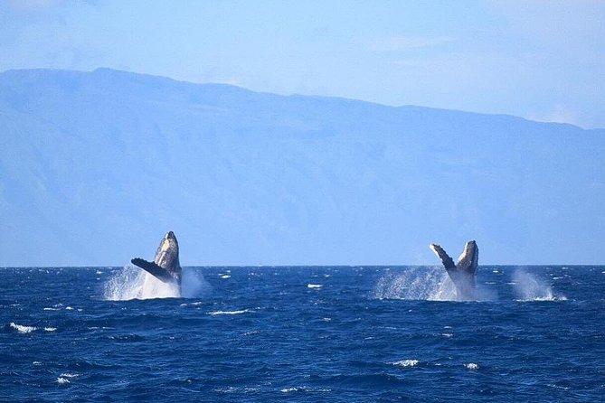 Whale Watching From Maalaea Harbor - Included Taxes and Fees