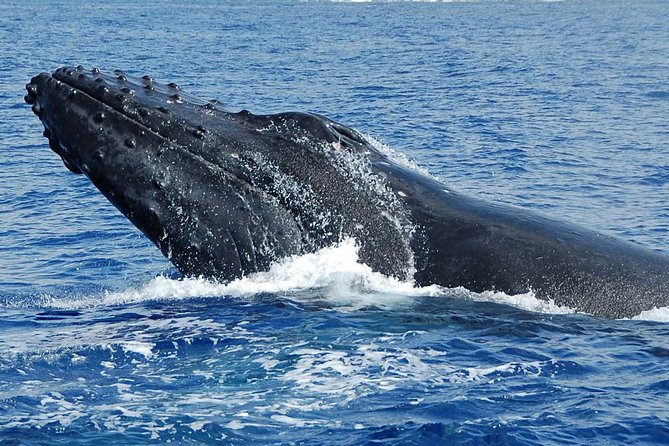 Whale Watching On The Big Island - Positive Experiences