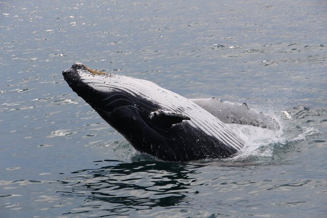 Whale Watching Tour in Gloucester - Cancellation and Weather Policies