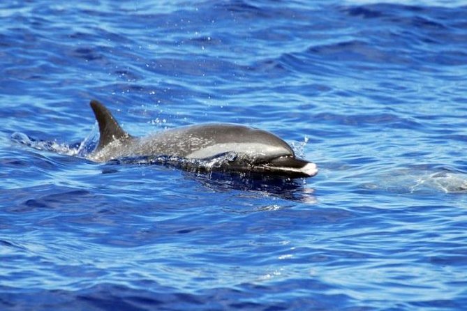 Wild Dolphin Watching and Snorkel Safari off West Coast of Oahu - Group Size and Amenities