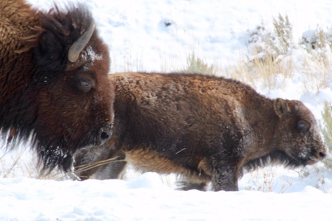 Yellowstone Lower Loop Full-Day Tour - Wildlife Sightings