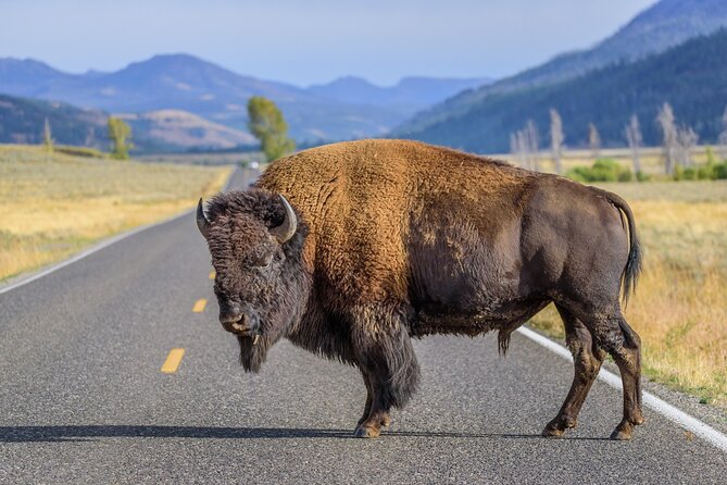 Yellowstone National Park Tour From Jackson Hole - Cancellation Policy