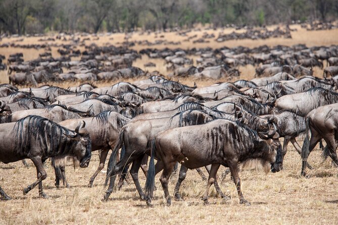 10-DAY Serengeti Wildebeest Migration Safari From Arusha - Traveler Requirements