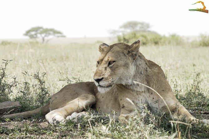 2 Day Serengeti Safari Experience From Mwanza - Photographic Opportunities