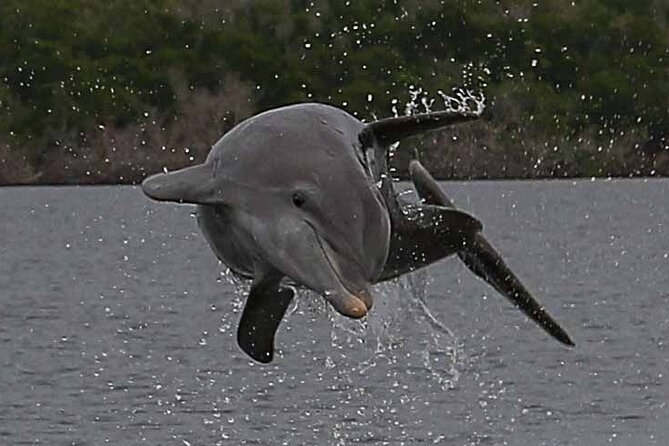 2 Hour Dolphin, Birding and Shelling Tour - Spot Local Wildlife