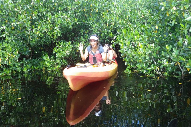 3 Hour Guided Mangrove Tunnel Kayak Eco Tour - Native Wildlife Spotting