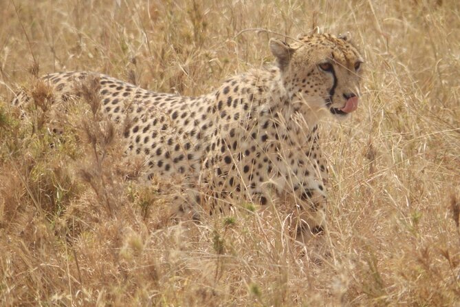 4-Day Safari From Arusha: Tarangire, Serengeti and Ngorongoro - Important Considerations