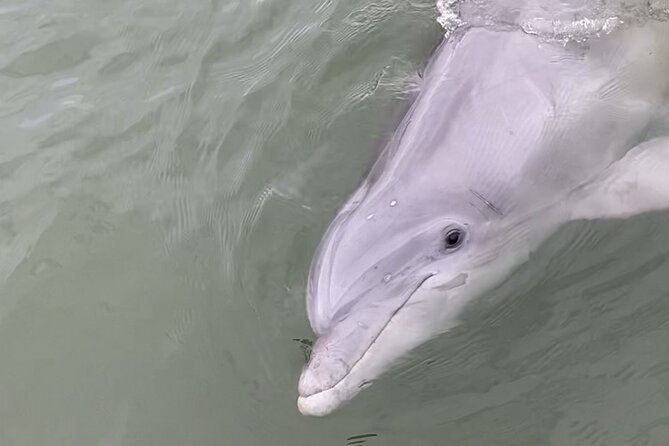 90-Minute Private Dolphin Tour in Hilton Head Island - Tour Policies and Cancellation