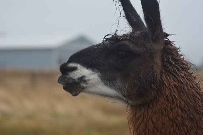Alpaca and Llama Farm Tour - Hands-on Farm Experience
