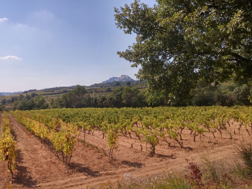 Avignon: Wine Tasting Tour - Tour Duration and Pickup