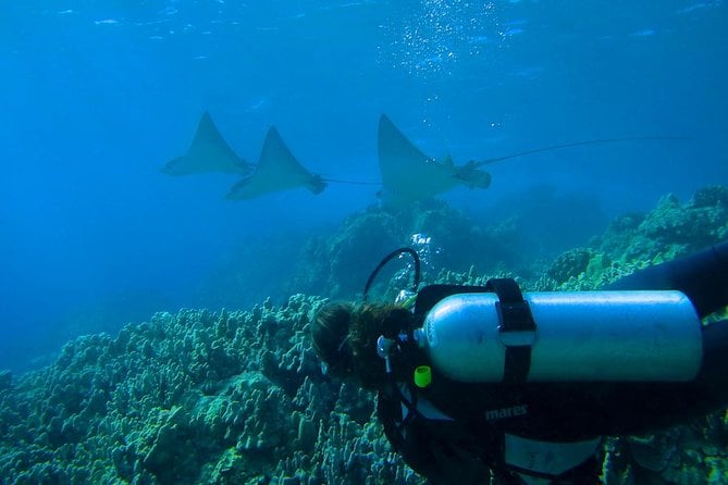 Beginner Scuba Dive in Kaanapali (Swimming Ability Required) - During the Scuba Dive