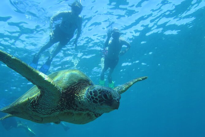 Clear Kayak and Snorkel Tour at Turtle Town, Makena - Experienced Tour Guide
