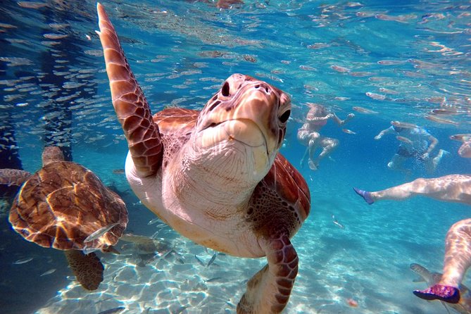 Curacao: Swimming With Sea Turtles and Grote Knip Beach Tour - Grote Knip Beach Adventure