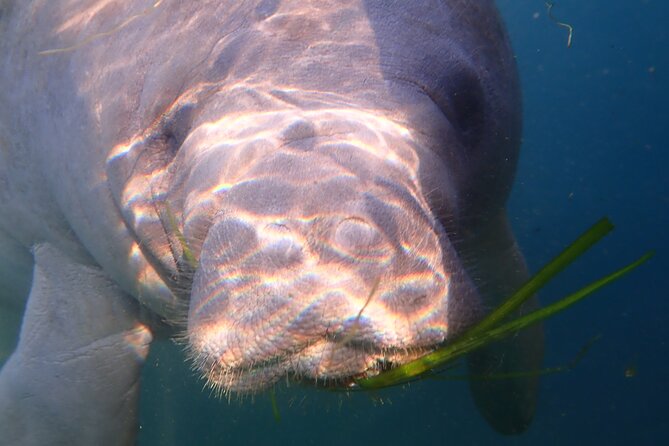 Deluxe Manatee Swim Tour - Boat and Captain Experience