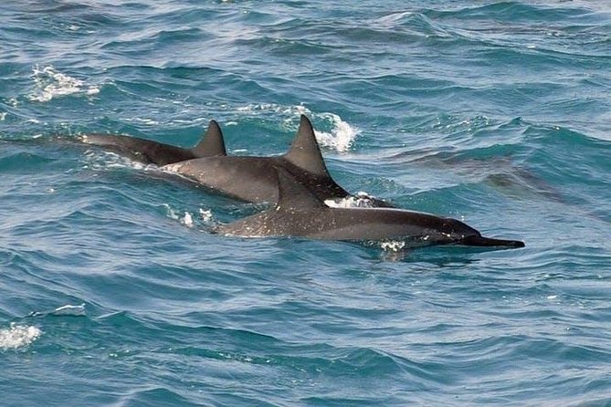 Deluxe Snorkel & Dolphin Watch Aboard a Luxury Catamaran From Kailua-Kona - Confirmed Bookings and Cancellation Policy