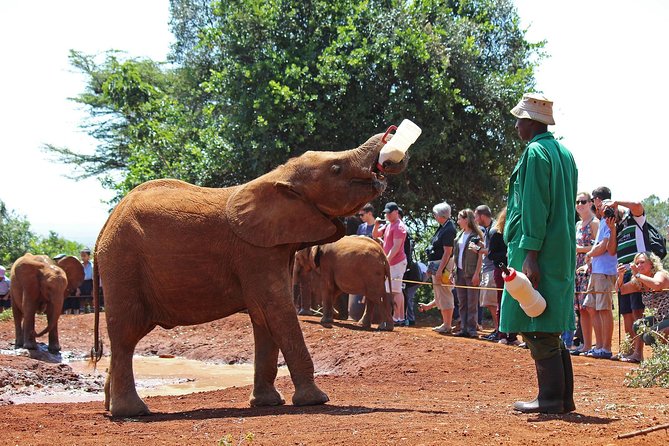 Elephant Orphanage & Giraffe Centre Tour - Additional Fees and Access
