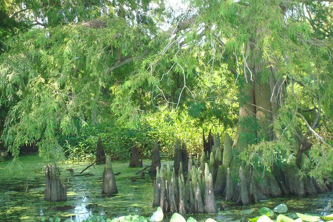 Everglades Airboat Tour Near Orlando Florida - Comfortable Ride